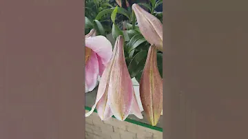 Лилия Bell Song, Л/О гибриды.
