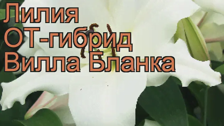 Лилия от-гибрид Вилла Бланка 🌿 обзор: как сажать, луковицы лилии Вилла Бланка
