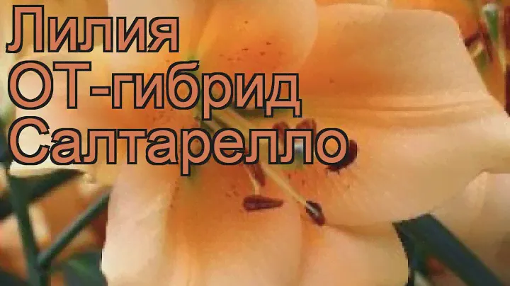 Лилия от-гибрид Салтарелло 🌿 обзор: как сажать, луковицы лилии Салтарелло